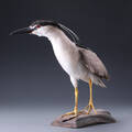 Nathejre Nycticorax nycticorax