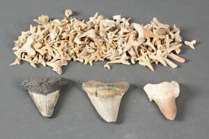 Samling fossile hajtænder, rokketænder, ryghvirvler fra havslange m.m. 1