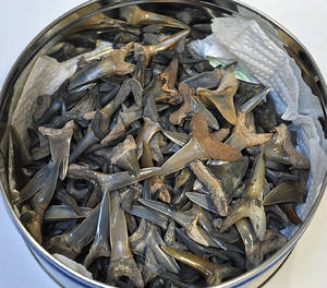 Samling fossile hajtænder250