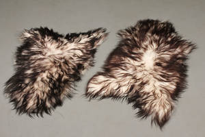 Islandsk fåreskind 2