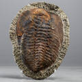 TRILOBIT