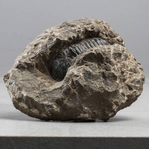TRILOBIT