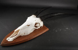 Skalmonteret oryx