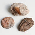 FOSSIL, 2st