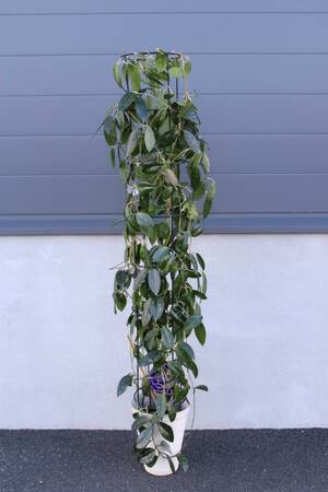 Porslinsblomma