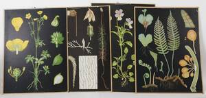 Skolplanscher 4st, omkring 1900-talets mitt