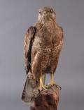 Udstoppet musvåge Buteo buteo