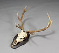 Skalmonteret kronhjort  Denne vare er sat til omsalg under nyt varenummer 4639455