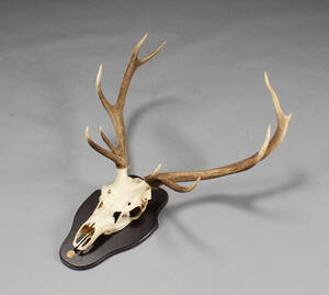 Skalmonteret kronhjort  Denne vare er sat til omsalg under nyt varenummer 4639455