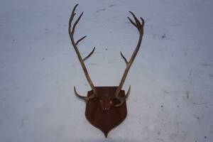 horn