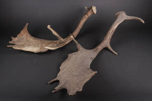 Kastestænger dåhjort 2