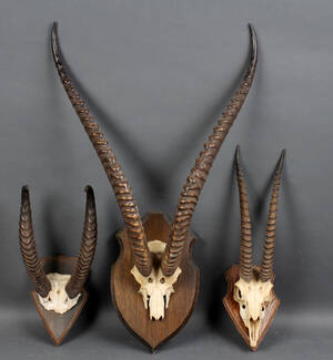 Samling jagttrofæer 3