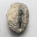 TRILOBIT