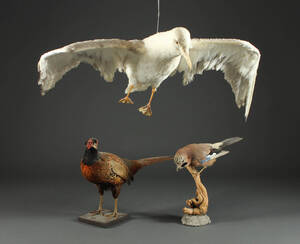 Samling udstoppede fugle 3