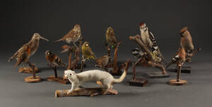 Samling udstoppede fugle m.m. 15