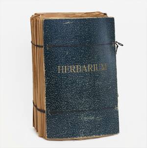 Herbarium, 1900-talets första hälft