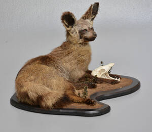 Jagttrofæ af fuldmonteret Bat-eared fox Otocyon megalotis, medfølgende kranium