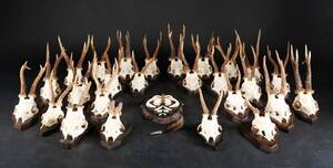 Samling jagttrofæer 27