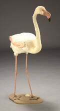 Udstoppet flamingo