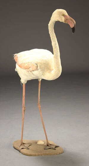Udstoppet flamingo
