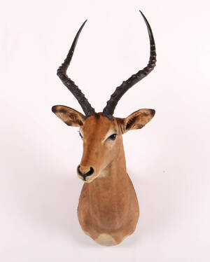 Skuldermonteret Impala Aepyceros melampus. Jagttrofæ