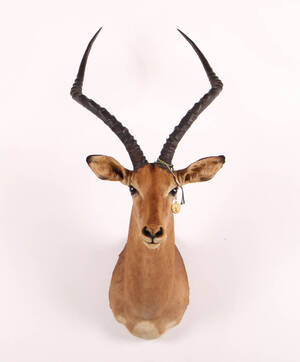 Skuldermonteret Impala Aepyceros melampus. Jagttrofæ Denne vare er sat til omsalg under nyt varenummer 4431940