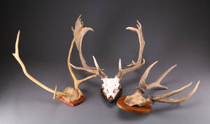 Tre skalmonterede opsatser 3