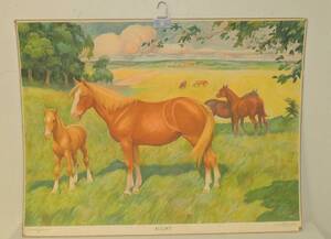 Skolplansch Hästar 1937 95x73cm