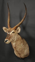 Skuldermonteret, Waterbuck, jagttrofæ