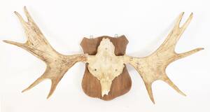 Jakttrofé monterad på träplatta