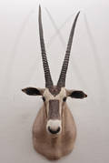 Oryx Gazelle sydafrika