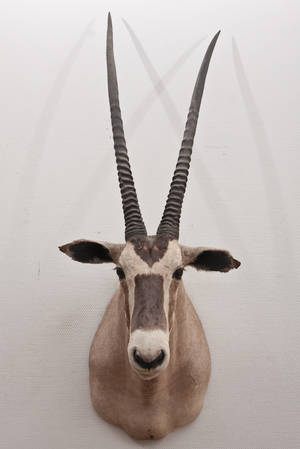 Oryx Gazelle sydafrika