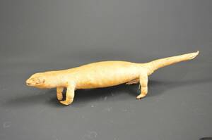 Leguan