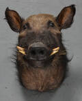 Halsmonteret, afrikansk bushpig, jagttrofæ