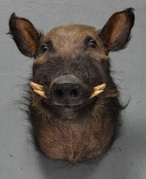 Halsmonteret, afrikansk bushpig, jagttrofæ