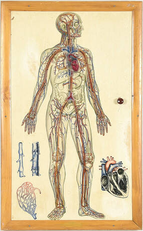 ANATOMISK MODELL, vägghängd, 1900-tal, Tyskland.