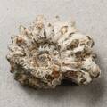 FOSSIL