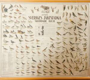 Plansch, Sveriges Jaktstadga skyddade djur, daterad 1915