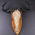 Jagttrofæ. Skalmonteret Wildebeest