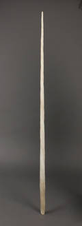 Grønlandica. Narhvalstand - Monodon monoleros, 231,5 cm 