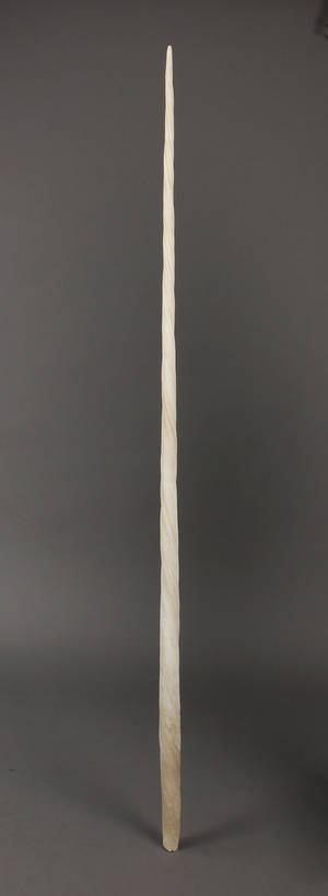 Grønlandica. Narhvalstand - Monodon monoleros, 231,5 cm 