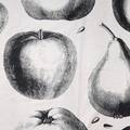 GARDINLÄNGDER, ett par, à 205 x 140 cm, Äpple