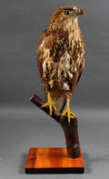 Udstoppet musvåge Buteo buteo Denne vare er sat til omsalg under nyt varenummer 4630322