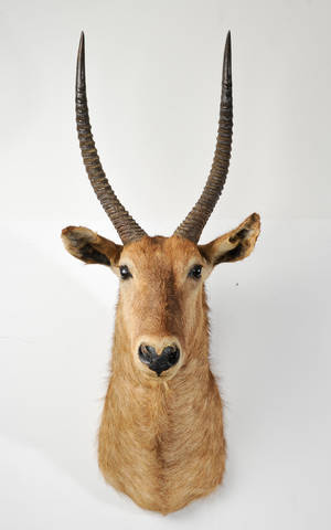 Jagttrofæ af hovedmonteret Waterbuck 1.