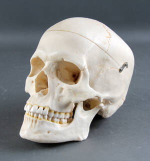 Kranie til undersvisningsbrug