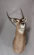 Hovedmonteret Waterbuck