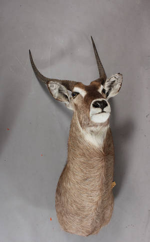 Hovedmonteret Waterbuck