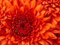 TEST ITEM