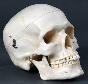 Kranie i kunstmateriale.