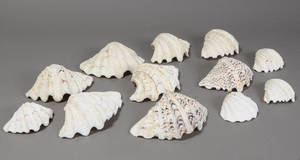 Samling muslingeskaller. 12